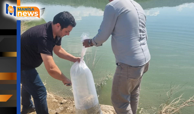 Manisa’da 1 milyon 285 bin sazan yavrusu sularla buluştu