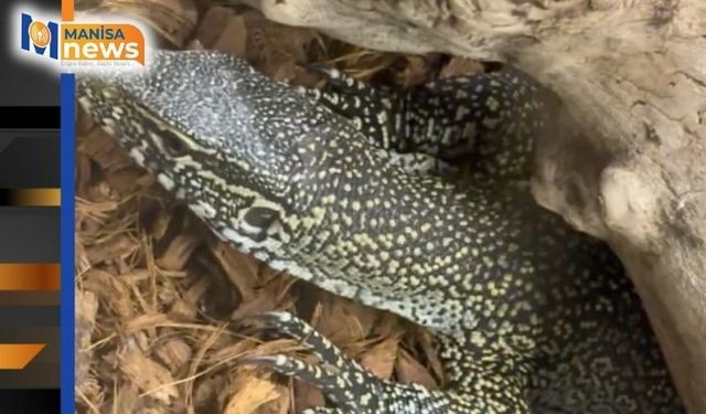 Manisa'da egzotik hayvan operasyonu: 61 yaban hayvanı kurtarıldı