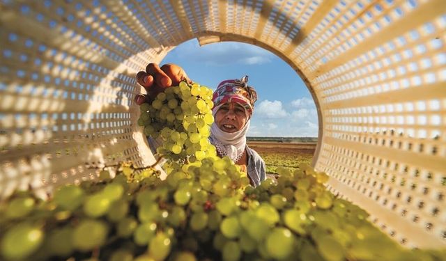 Bağ Bozumu Şenliği Fotoğraf Yarışması'nda ödüller sahiplerini buldu
