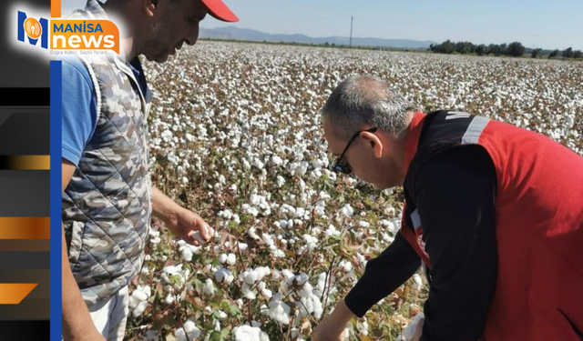 Saruhanlı'da beyaz altın mesaisi başladı
