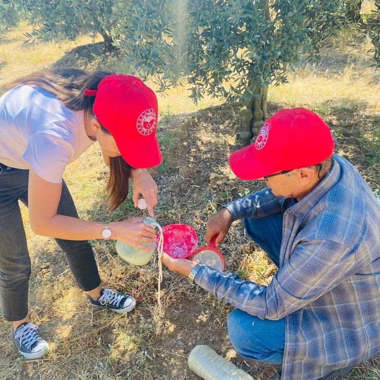 Salihli'de ‘zeytin sineği' uyarısı