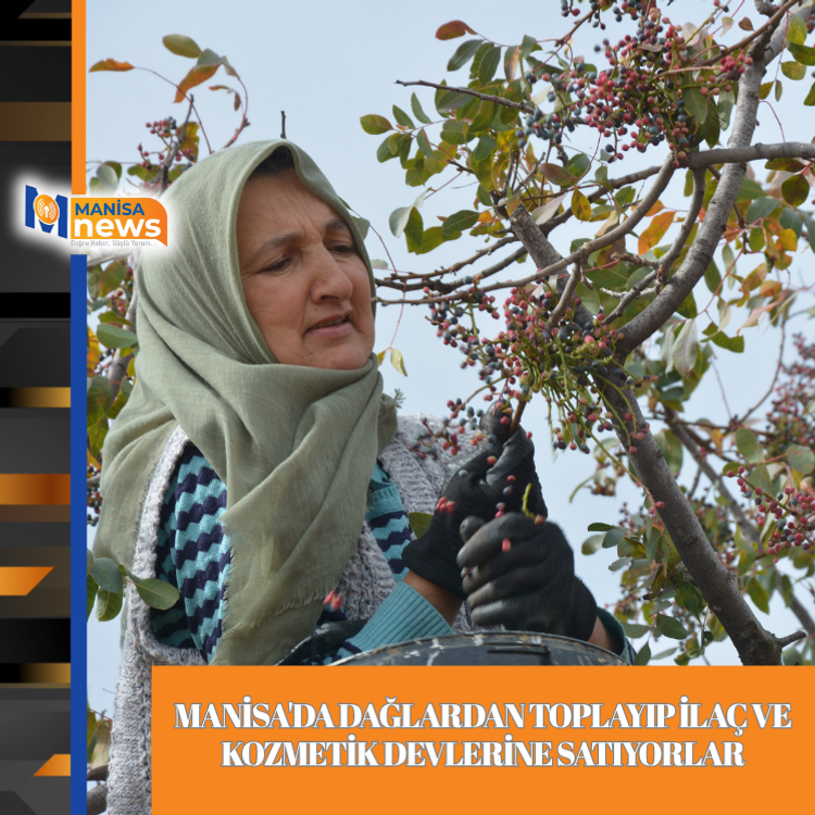 Manisa'da dağlardan toplayıp ilaç ve kozmetik devlerine satıyorlar