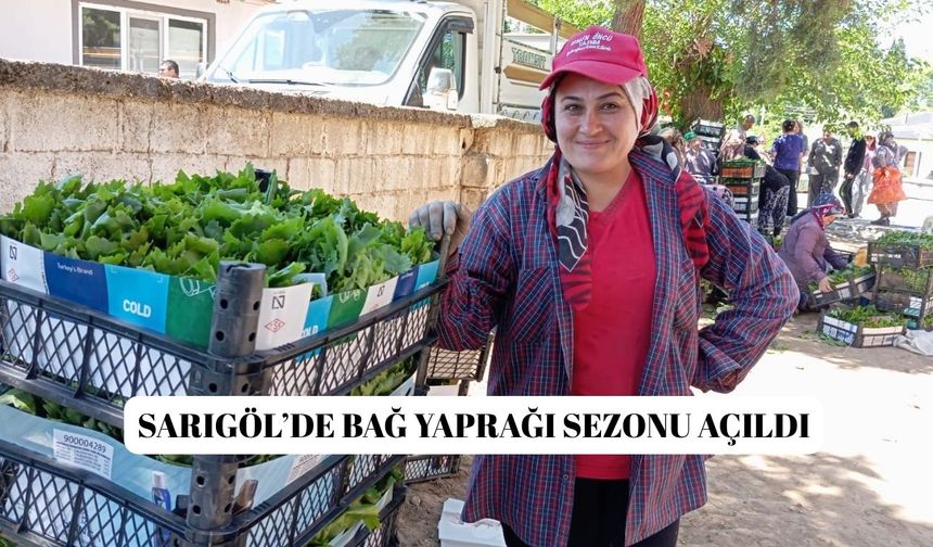 Sarıgöl’de bağ yaprağı sezonu açıldı