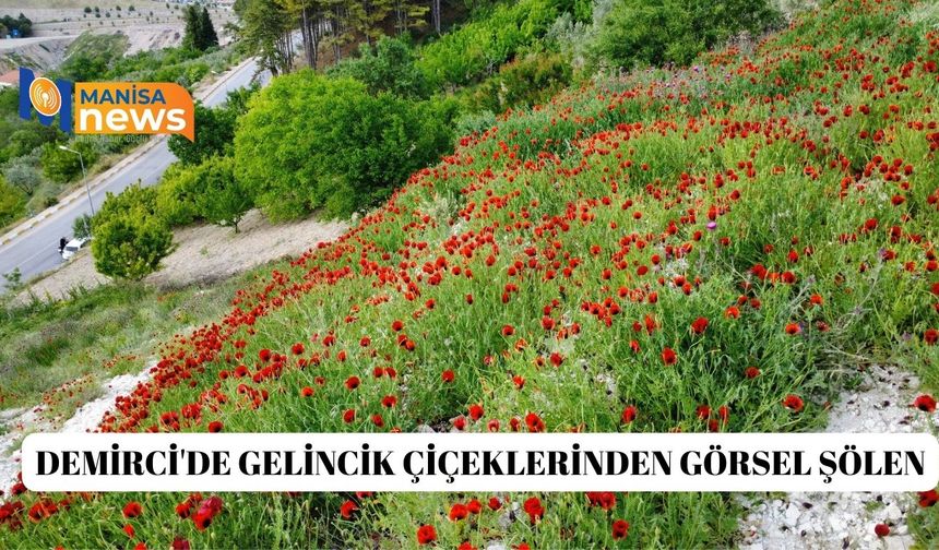 Demirci'de gelincik çiçeklerinden görsel şölen