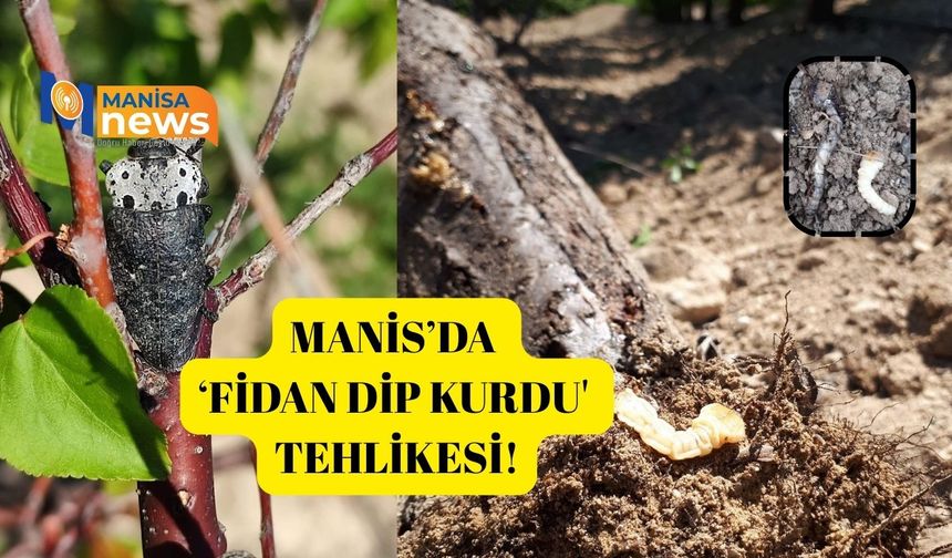 Manis’da  ‘Fidan Dip Kurdu'  tehlikesi!