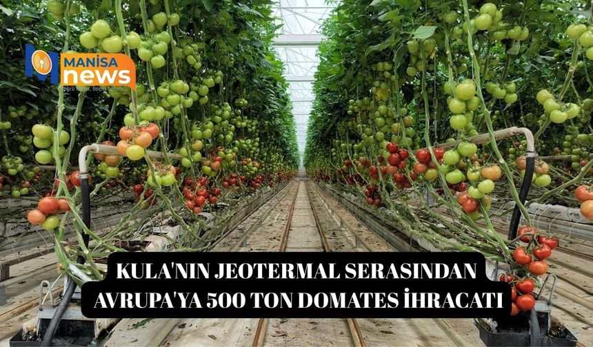 Kula'nın jeotermal serasından Avrupa'ya 500 ton domates ihracatı