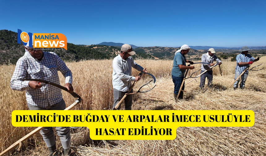 Demirci'de buğday ve arpalar imece usulüyle hasat ediliyor