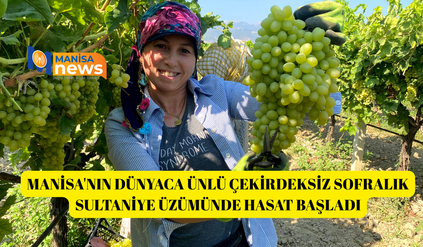 Manisa'nın dünyaca ünlü çekirdeksiz sofralık Sultaniye üzümünde hasat başladı
