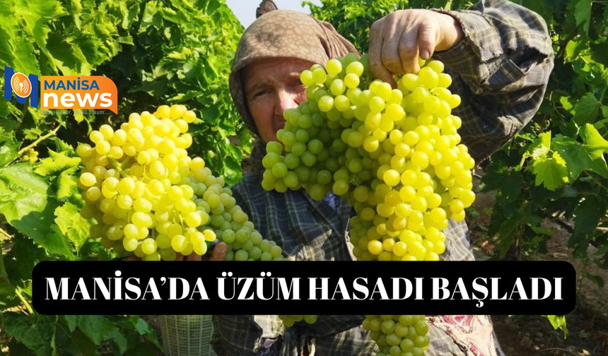 Sarıgöl'de üzüm hasadı başladı
