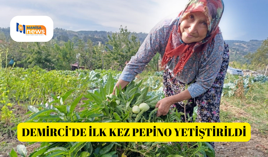 Demirci’de ilk kez pepino yetiştirildi