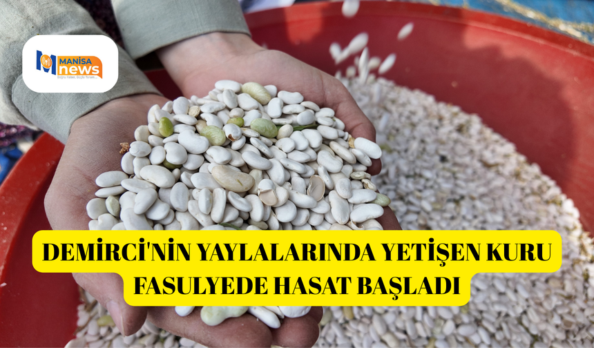 Demirci'nin yaylalarında yetişen kuru fasulyede hasat başladı