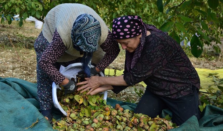 Demirci'de ceviz hasadına başlandı