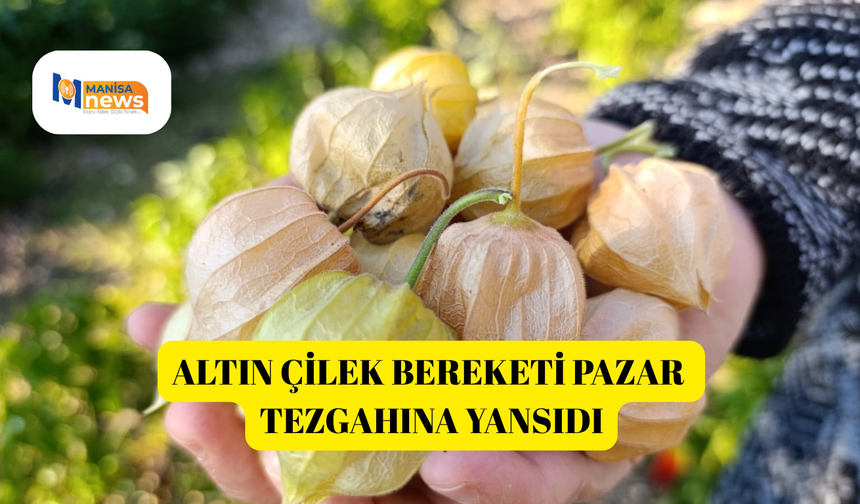 Altın Çilek bereketi pazar tezgahına yansıdı