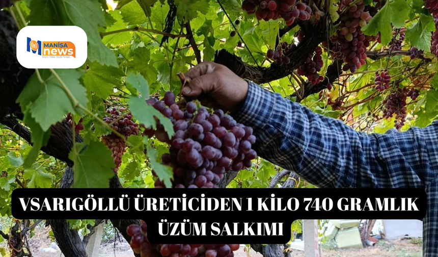 Sarıgöllü üreticiden 1 kilo 740 gramlık üzüm salkımı