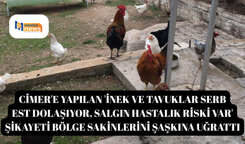 CİMER'e yapılan 'İnek ve tavuklar serbest , salgın hastalık riski var' şikayeti bölge sakinlerini şaşkına uğrattı