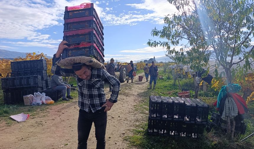 Sarıgöl’de üzüm kesimi aralık ayında da sürüyor