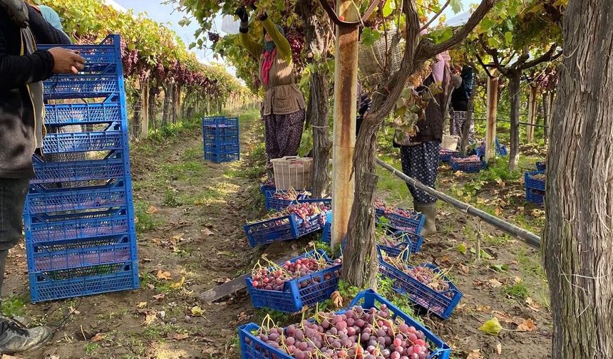 Sarıgöl’de üzüm hasadı devam ediyor