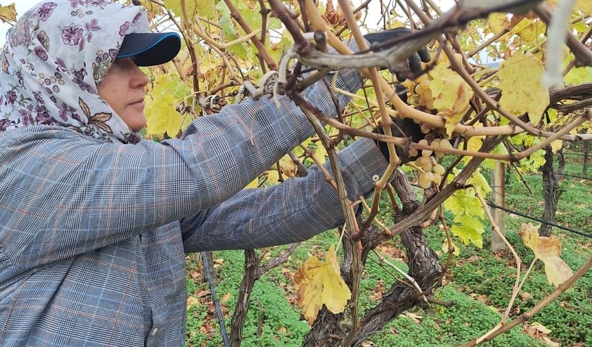 Bağda kalan üzümler ev ekonomisine can suyu oluyor