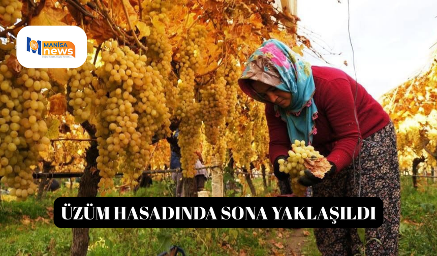 Üzüm hasadında sona yaklaşıldı