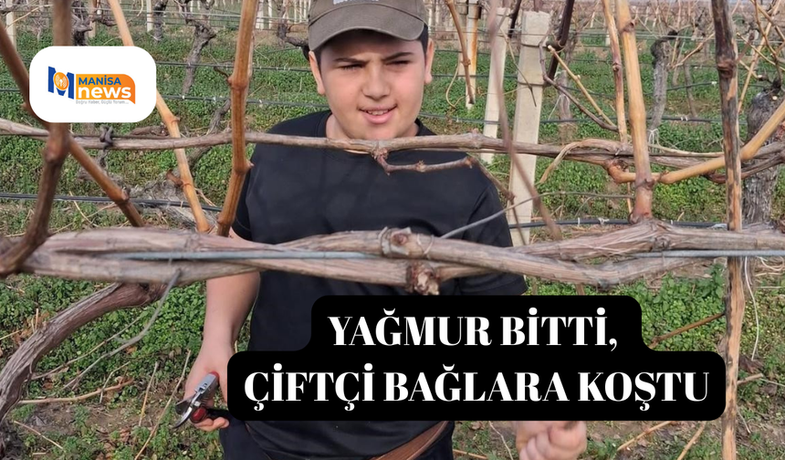 Yağmur bitti, çiftçi bağlara koştu