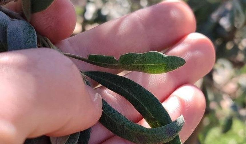 Saruhanlı’da halkalı leke alarmı