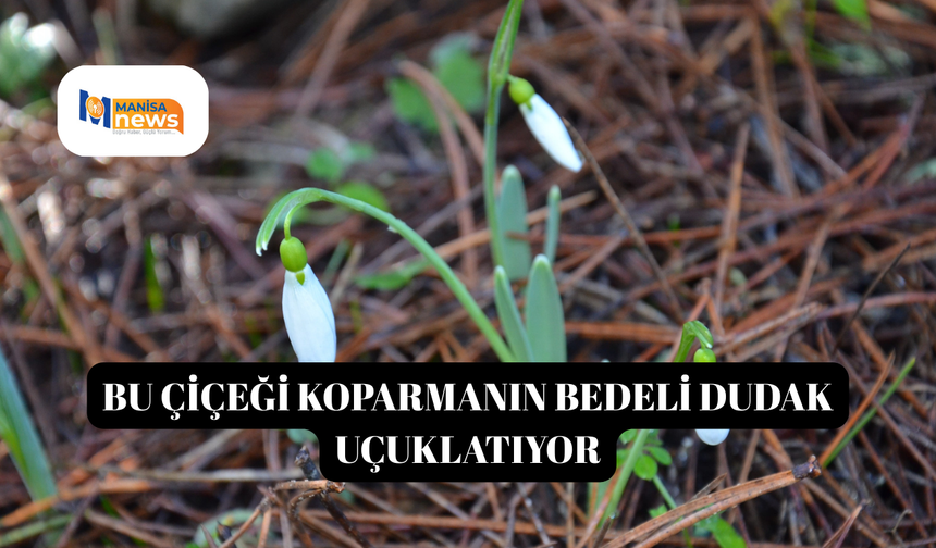 Bu çiçeği koparmanın bedeli dudak uçuklatıyor