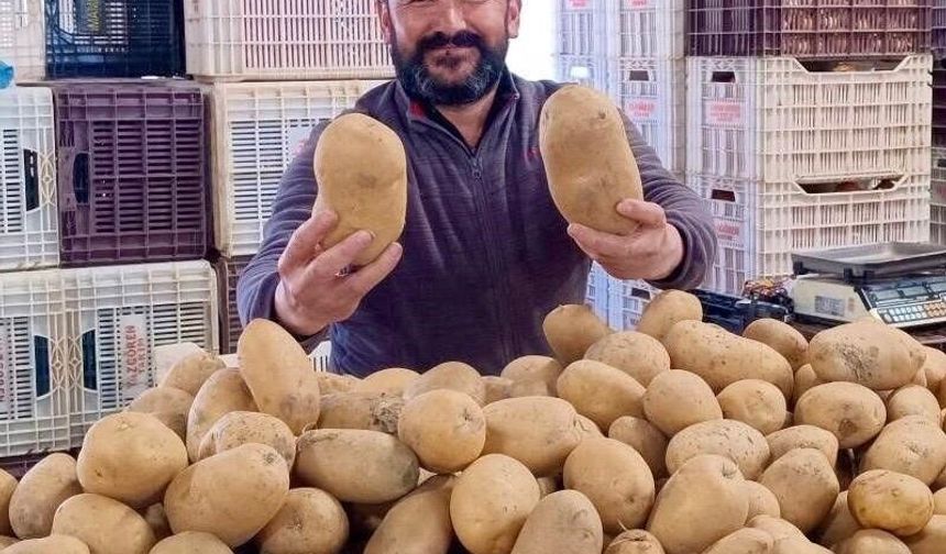 Dev patatesler pazarın ilgi odağı oldu