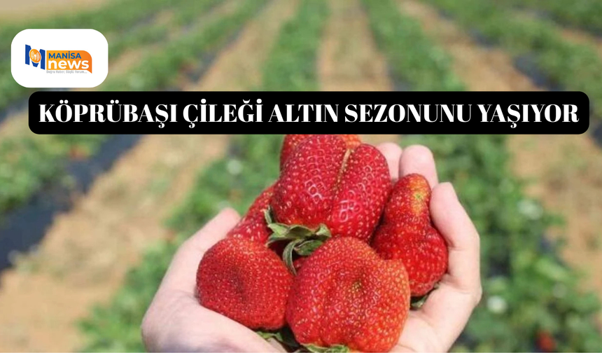Köprübaşı Çileği altın sezonunu yaşıyor