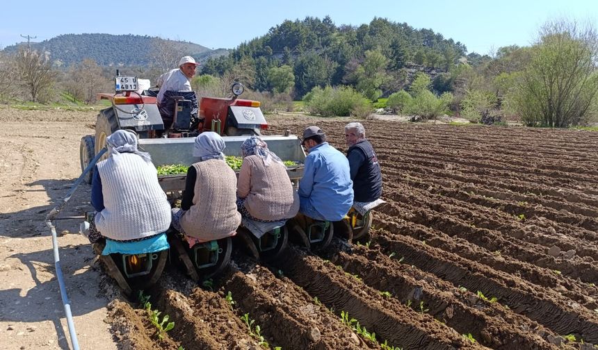 Selendi'de tütün mesaisi başladı