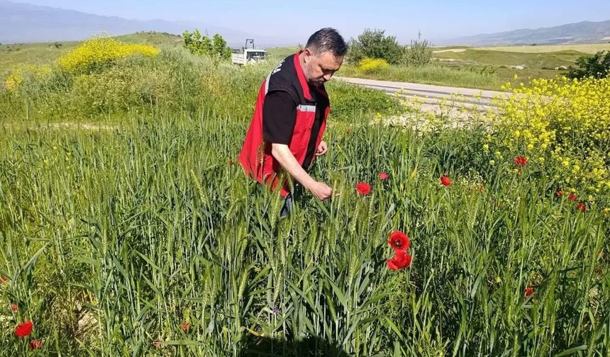 Sarıgöl'de huhubatta verim için ekipler sahada