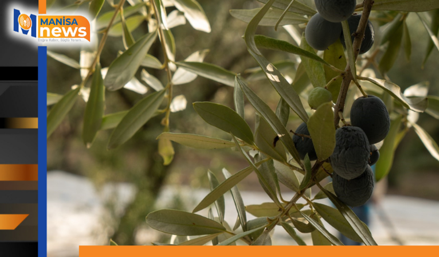 Akhisar’da zeytin için tarihi buluşma