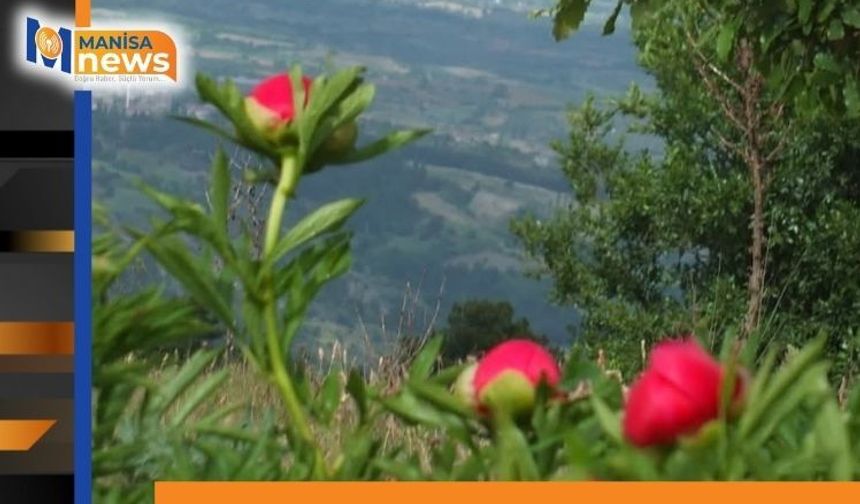 Koruma altındaki çiçekler doğaseverleri cezbediyor