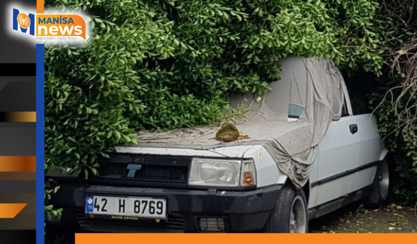 Asırlık ağaç park halindeki aracın üzerine devrildi