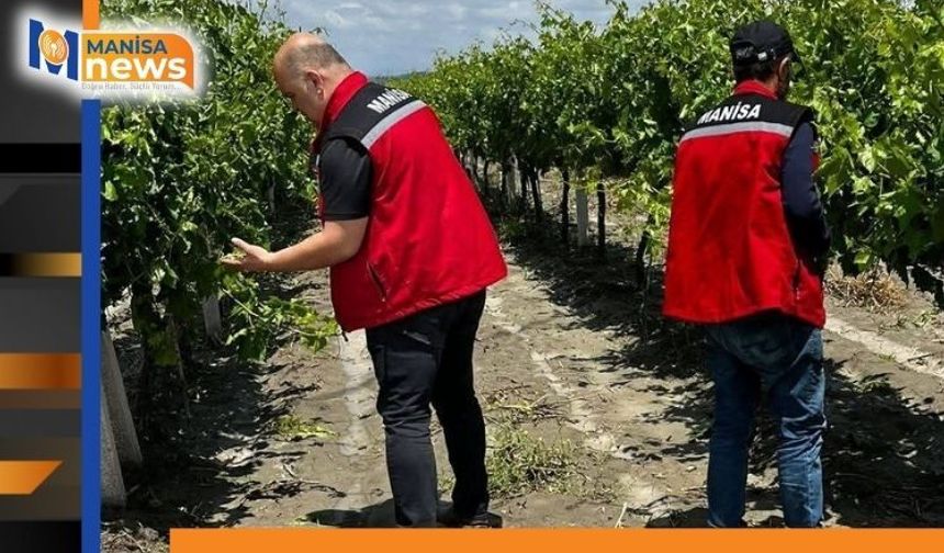 Manisa’da dolu ve selde üzüm bağları zarar gördü