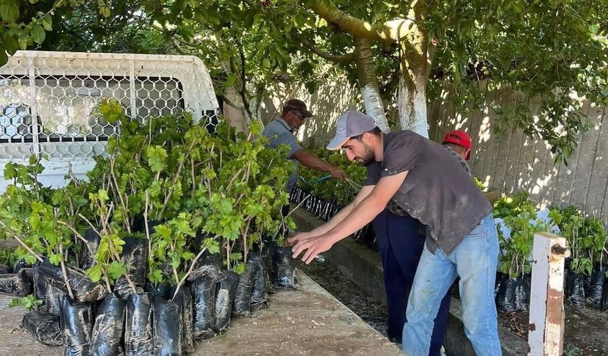 İki kardeşten üzüm üretimine milyonluk katkı