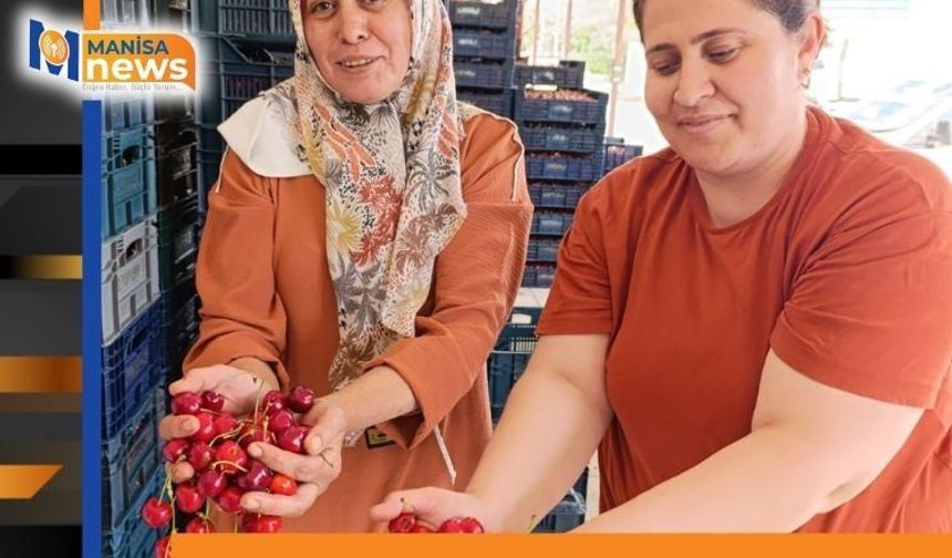 25 yıl önce dikilen kiraz fidanları Selendi'yi Avrupa'ya taşıdı