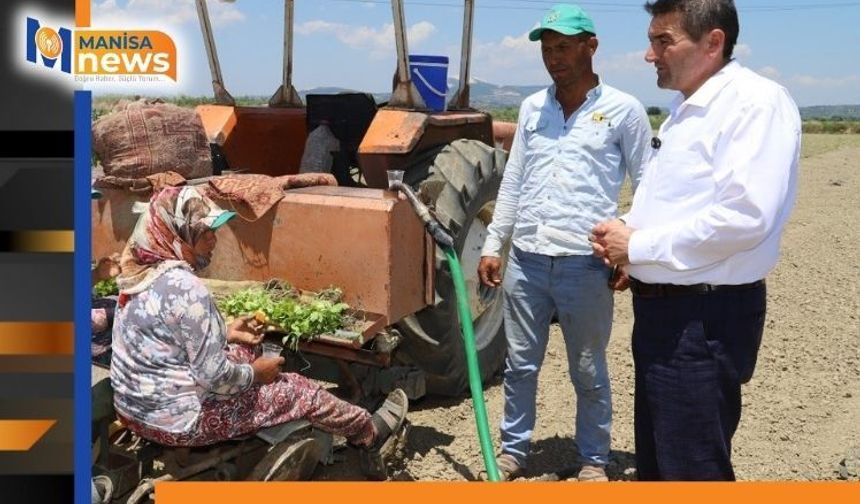 Tütün mesaisi başladı