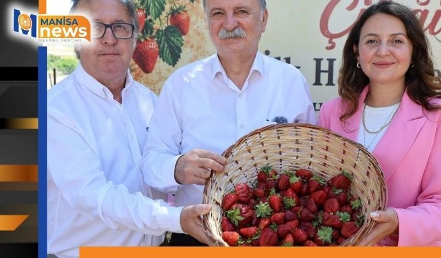 Osmancalı Çileği’nin ilk hasadı şenlikle yapıldı