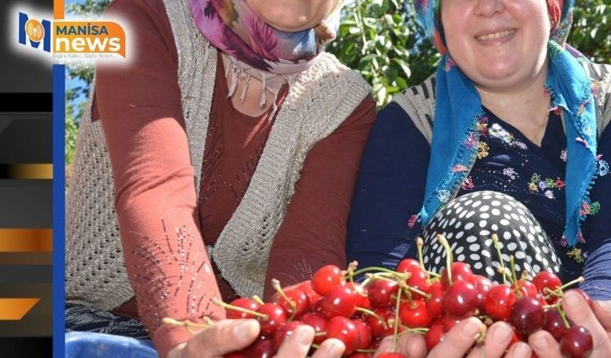 Dünyaca ünlü Demirci kirazında hasat başladı