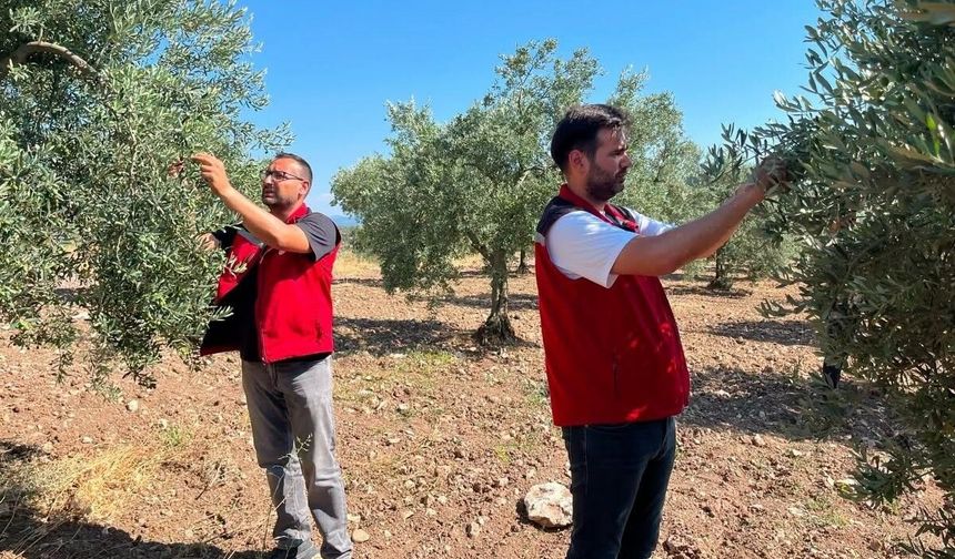 Akhisar'da zeytin sineğine karşı alarm