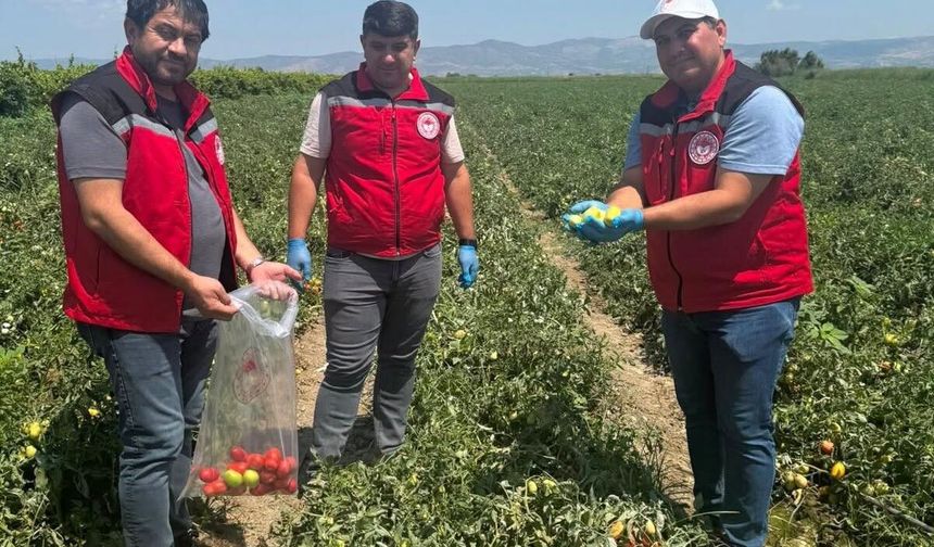 Organik domates üretimine kalıntı denetimi