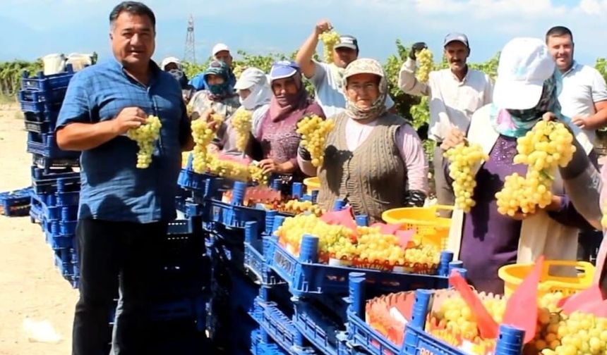Alaşehir'den dünyaya ilk üzüm seferi başladı