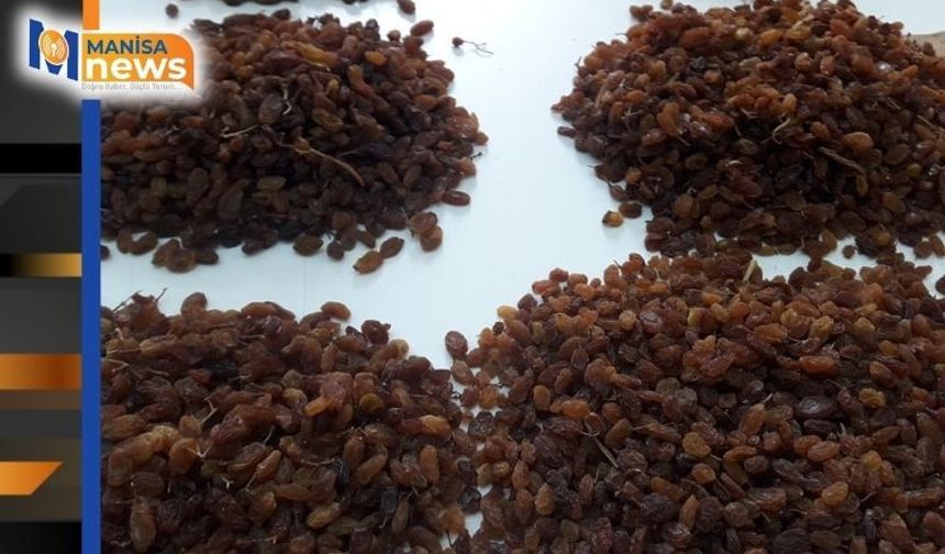 Kuru üzümde zirve yine Manisa’nın