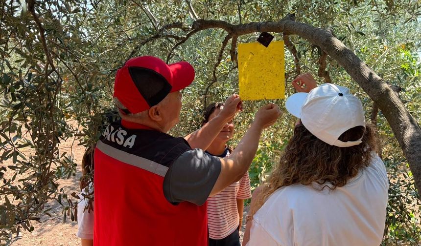 Manisa'da zeytin ve meyve bahçeleri zararlılara karşı takipte