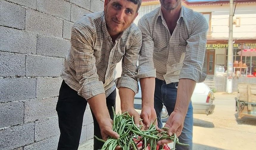 Börülce üreticisinin yüzü gülüyor