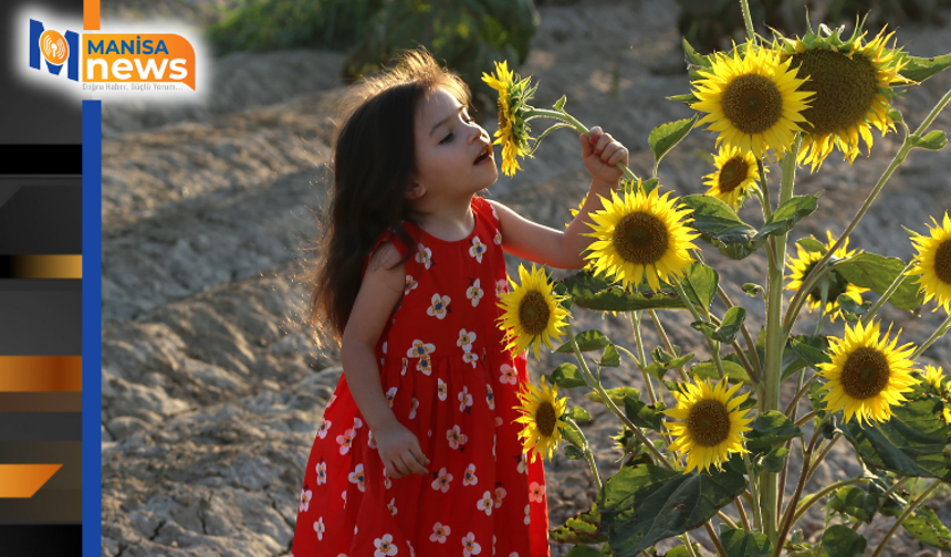 Ayçiçeği tarlaları fotoğrafçıların yeni gözdesi oldu