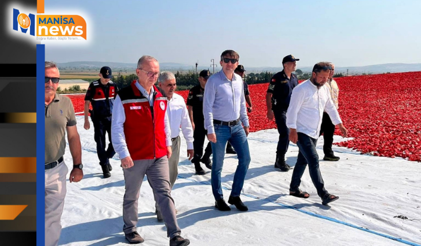 Saruhanlı'da 1.500 ton kuru domates ihraç ediliyor