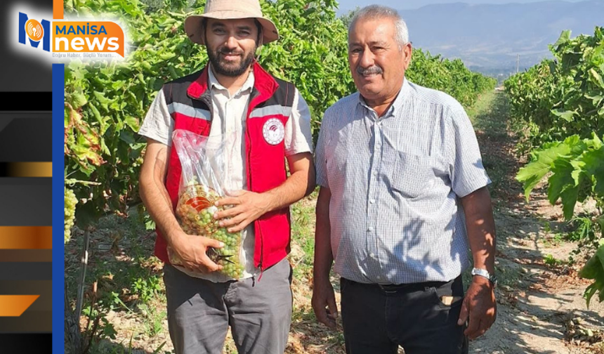 Üzüm bağlarında hasat öncesi pestisit denetimi