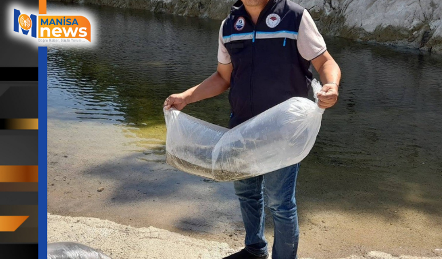 Soma’da baraj ve göletlere 250 bin yavru sazan bırakıldı