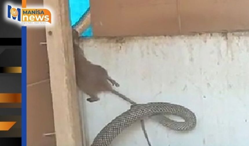 Yılanın fareyi yakaladığı anlar kamerada